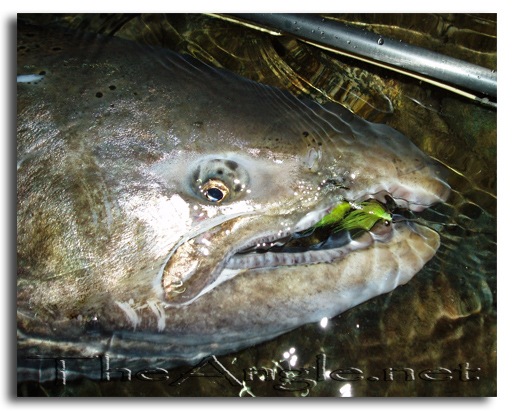 [Image 1, Central Valley King Salmon]