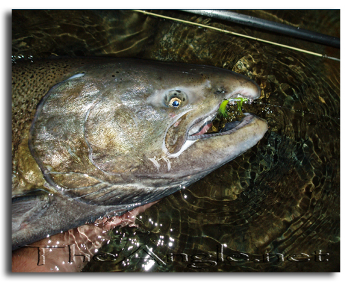 [Image 2, Central Valley King Salmon]