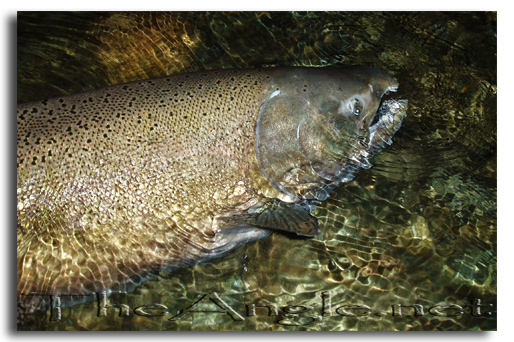 [Image 3, Central Valley King Salmon]