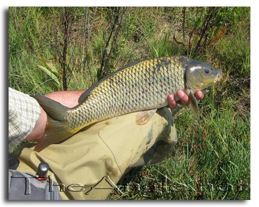 [Image: Fly Fishing for Carp]