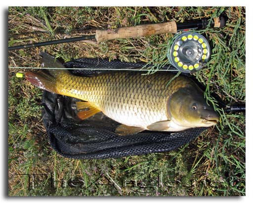 [Image: Carp Fly Fishing]