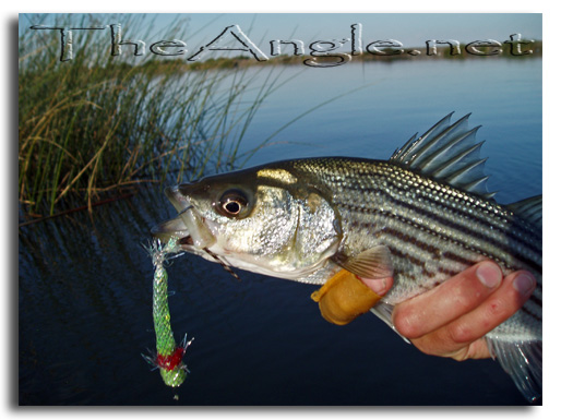 [Image, California Delta Fly Fishing, Top-Water]