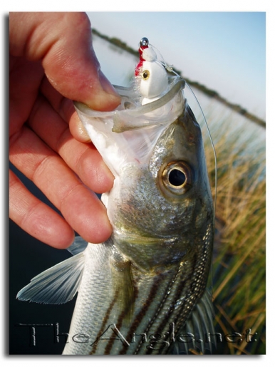 [Image, California Delta Fly Fishing, Top-Water]