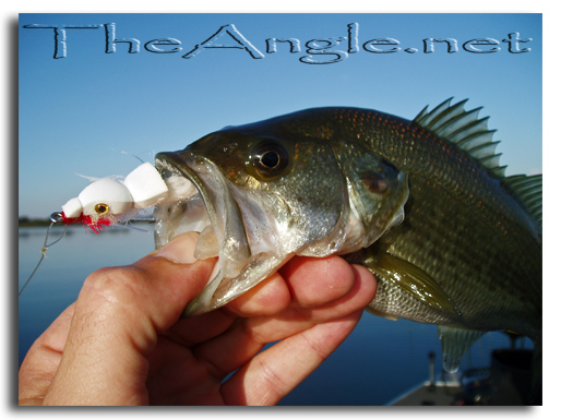 [Image, California Delta Fly Fishing, Top-Water]