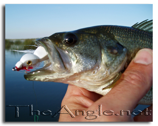 [Image, California Delta Fly Fishing, Top-Water]