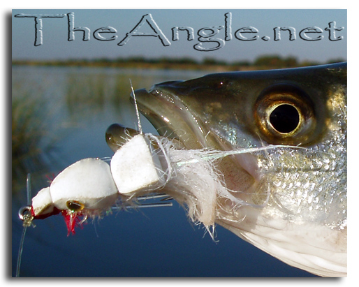 [Image, California Delta Fly Fishing, Top-Water]