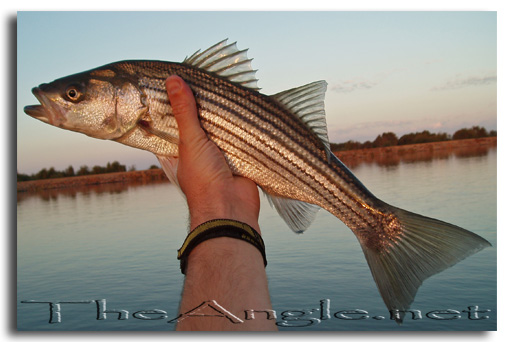 [Image, California Delta Striper Fly Fishing]