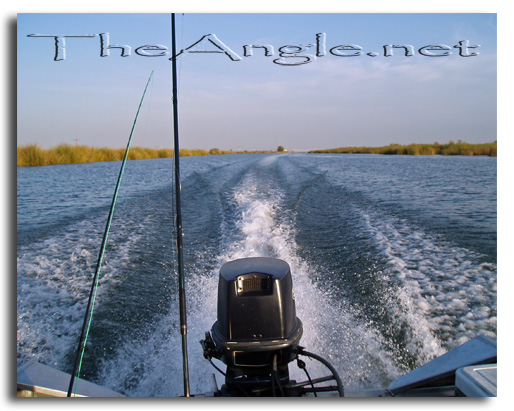 [Image, California Delta Striper Fly Fishing]