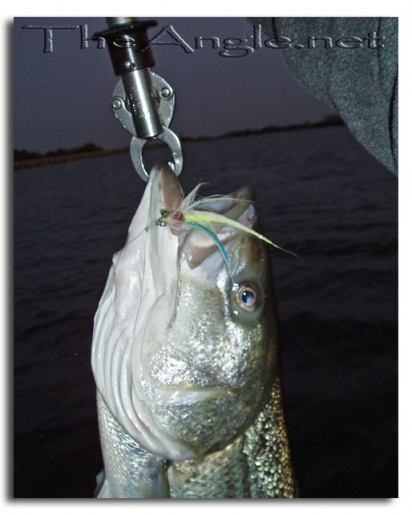 [Image, California Delta Striper Fly Fishing]