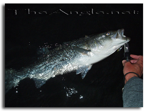 [Image, California Delta Striper Fly Fishing]