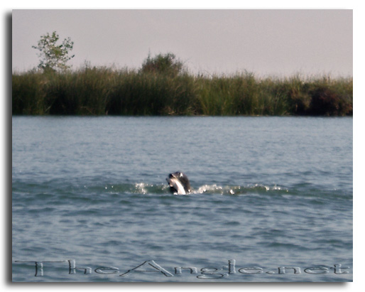 [Image, California Delta Striper Fly Fishing]