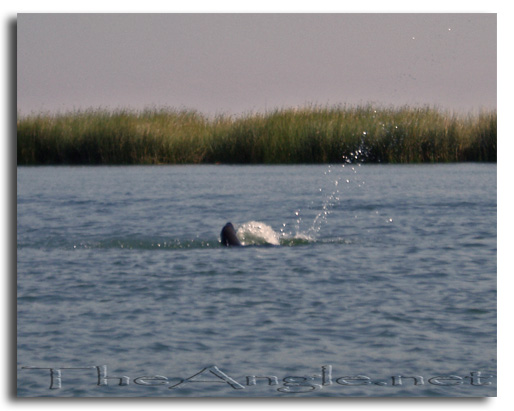 [Image, California Delta Striper Fly Fishing]