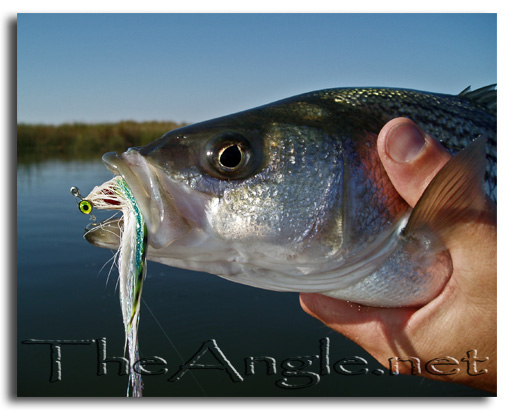 [Image, California Delta Striper Fly Fishing]