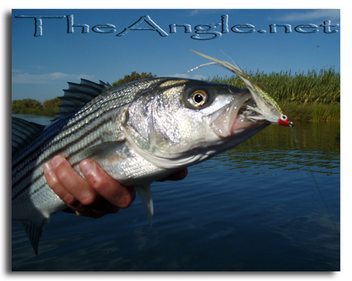 [Image, California Delta Striper Fly Fishing]