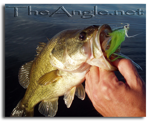 [Image, California Delta Striper Fly Fishing]