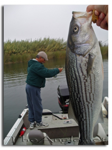 [Image, California Delta Striper Fly Fishing]