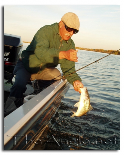 [Image, California Delta Striper Fly Fishing, Jose Silva]