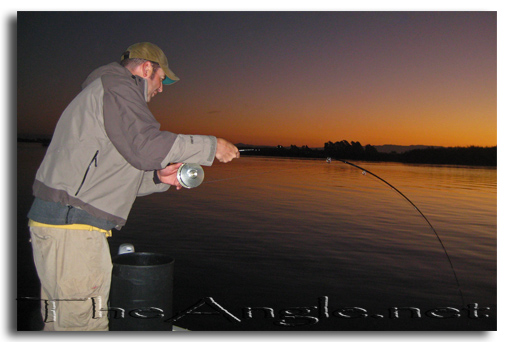 [Image, California Delta Striper Fly Fishing]