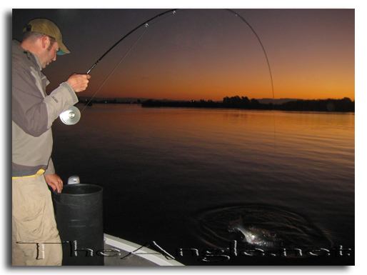 [Image, California Delta Striper Fly Fishing]