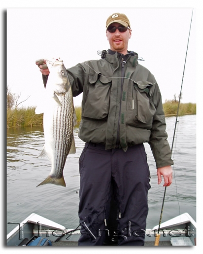 [Image, California Delta Striper Fly Fishing]