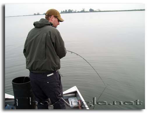 [Image, California Delta Striper Fly Fishing]