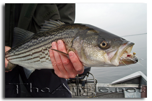 [Image, California Delta Striper Fly Fishing]