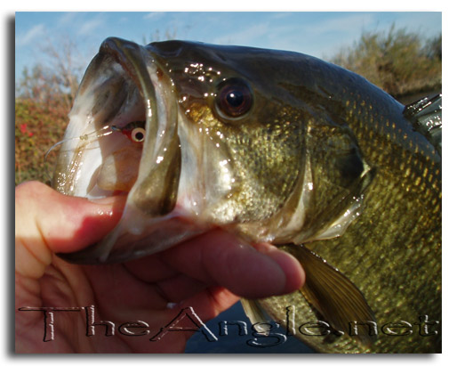 [Image, California Delta Striper Fly Fishing]