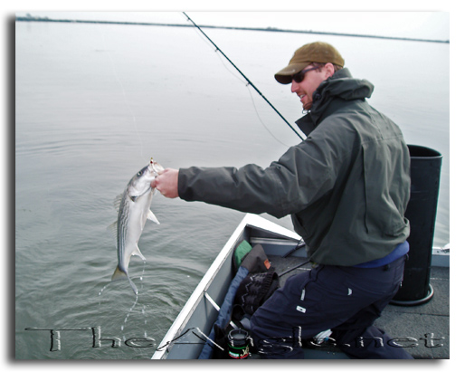 [Image, California Delta Striper Fly Fishing]