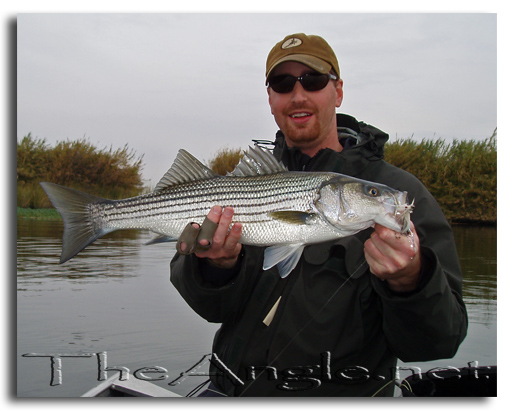 [Image, California Delta Striper Fly Fishing]