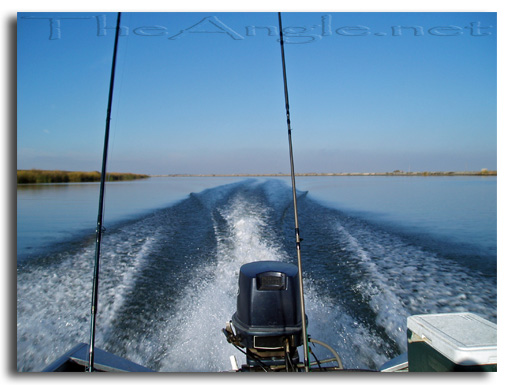 [Image, California Delta Striper Fly Fishing]