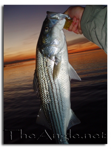 [Image, California Delta Striper Fly Fishing]