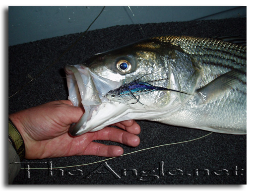 [Image, California Delta Striper Fly Fishing]