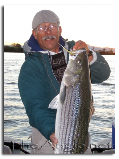 [Image, Jose Silva California Delta Striper Fly Fishing]