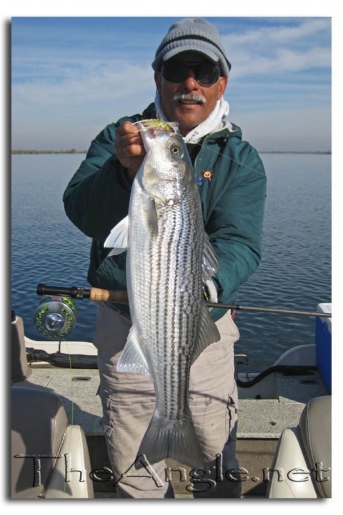 [Image, Jose Silva California Delta Striper Fly Fishing]