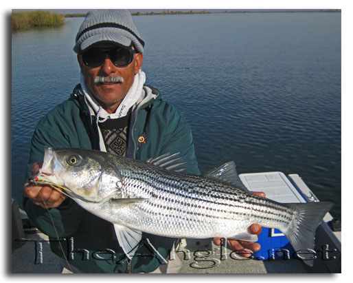 [Image, Jose Silva California Delta Striper Fly Fishing]