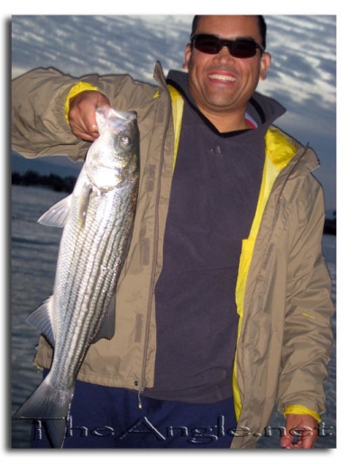 [Image, Gabriel Roussere California Delta Striped Bass]