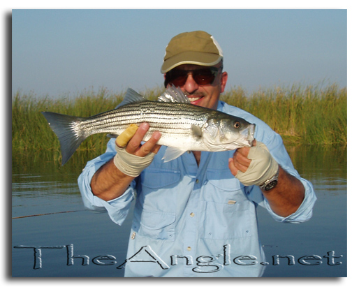 [Image, Al Neves, Delta Fly Caught Striper]