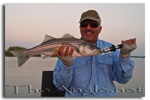 [Image, Al Neves, Delta Fly Fishing Striped Bass]