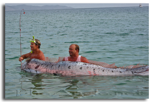 oarfish regalecus