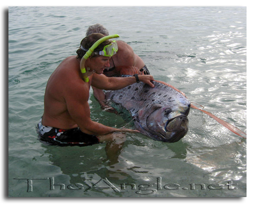 [ Image, (Regalecus glesne) Oar Fish,  Sea of Cortez picture 5]