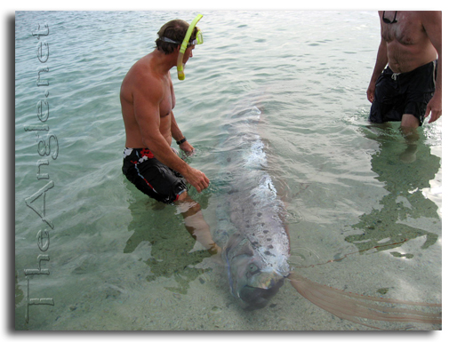 [Oar Fish,  Baja California picture 6]