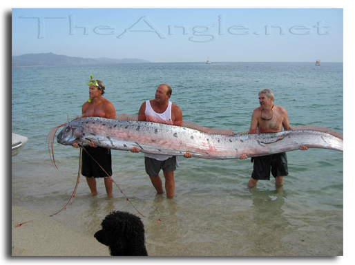 [Oar Fish,  Sea of Cortez picture 7]