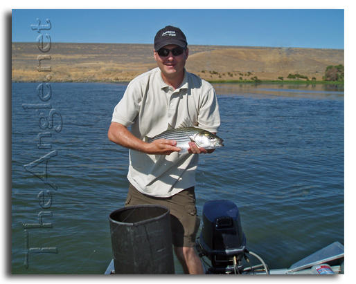 [Image Oneil Forebay striped bass]