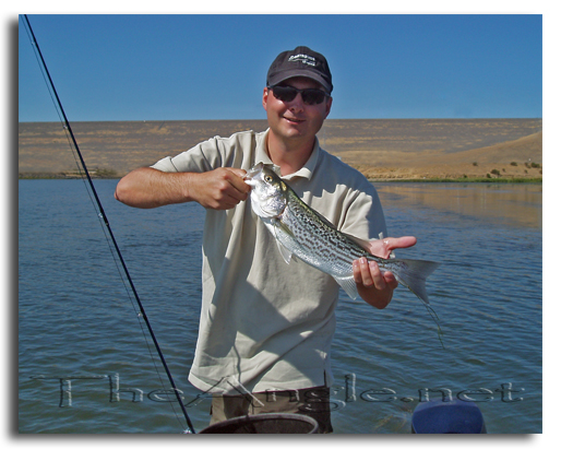 [Image Oneil Forebay striped bass]