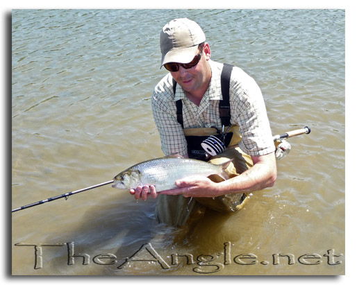 [Image: Fly Fishing for Shad]