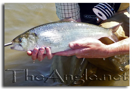 [Image: Sacramento River American Shad 2008]