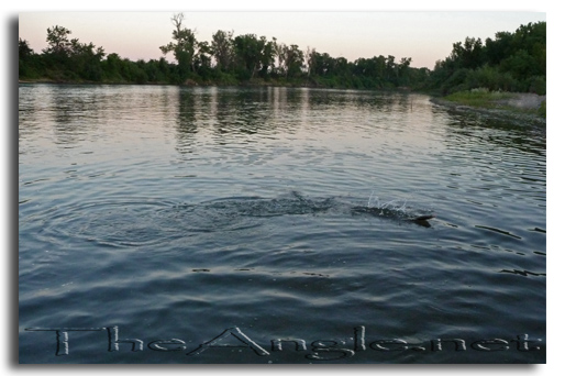 [Image: American Shad Tail-walking]