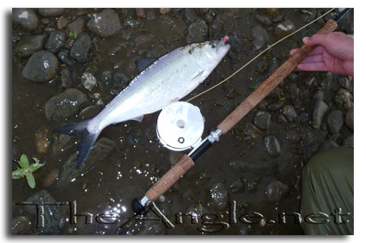 [Image: CND Spey Rod American Shad]