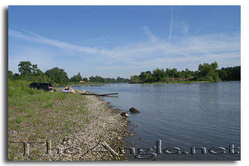 [Image: Fly Fishing for American Shad]