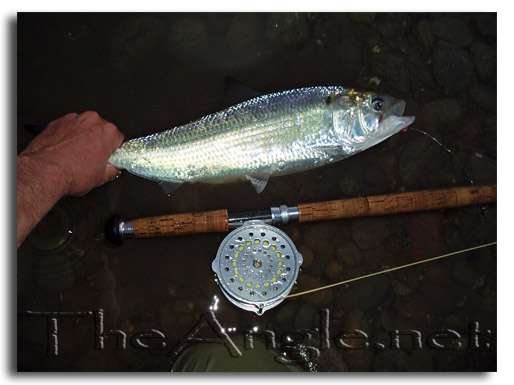 [Image: Fly Fishing for American Shad]